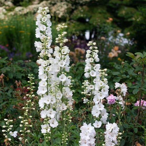 Delphinium Flower Seeds – Heirloom, Non-GMO, High Germination Organic Garden Seeds for Planting