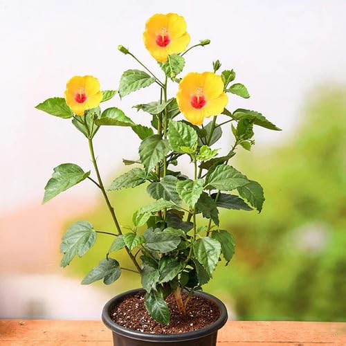 Yellow Hibiscus Flower Seeds – Heirloom Non-GMO High Germination Organic Garden Seeds