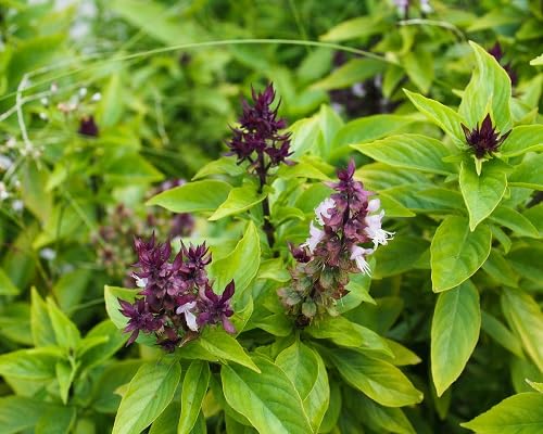 Basil Plant Seeds Heirloom Non-GMO High Germination Organic Garden Seeds for Planting