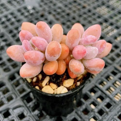 Orange Pachyphytum Plant Seeds – Heirloom, Non-GMO, High Germination Organic Garden Seeds