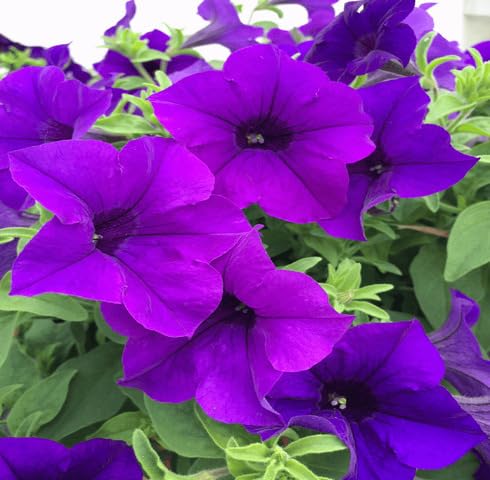 Violet Petunia Flower Seeds – Heirloom Non-GMO High Germination Organic Garden Seeds for Planting