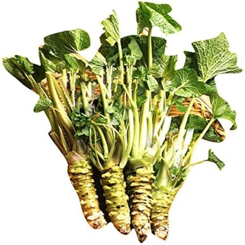 Horseradish Green Seeds – Heirloom, Non-GMO, High Germination Organic Garden Seeds Planting