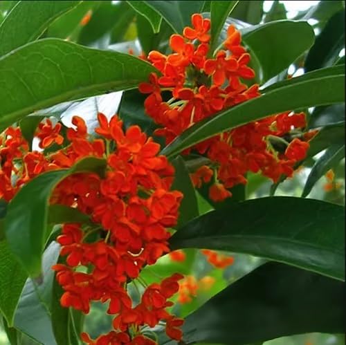 Osmanthus Flower Seeds – Heirloom, Non-GMO, High Germination Organic Garden Seeds for Planting