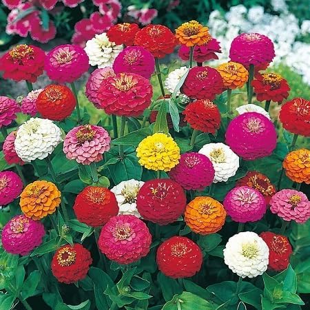Zinnia Flower Seeds Mixed – Heirloom, Non-GMO, High Germination Organic Garden Seeds for Planting