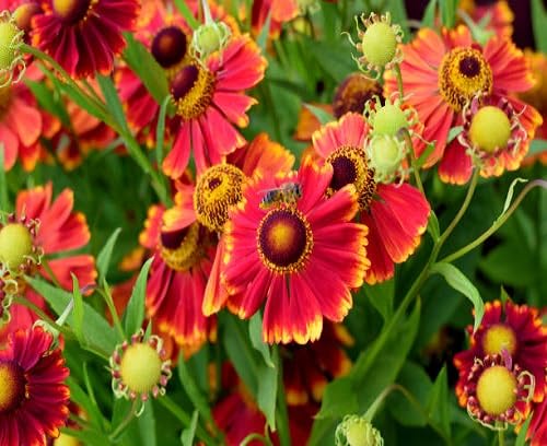 Rote Achillea Ballerina Blumensamen – Alte Sorte, gentechnikfrei, keimstarke Bio-Gartensamen zum Pflanzen