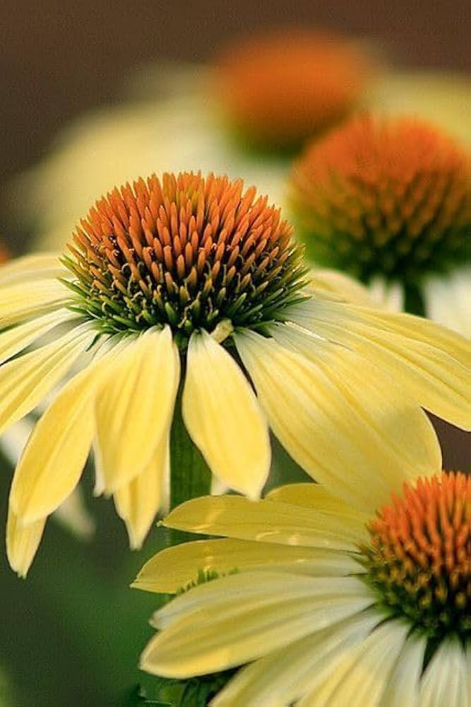 Echinacea Coneflower Flower Seed Yellow – Heirloom Non-GMO High Germination Seeds