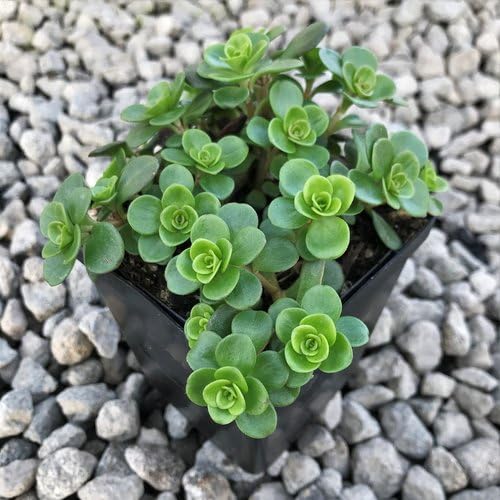 green sedum flower seeds