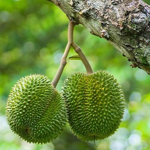 Durian Seeds Green – Heirloom, Non-GMO, High Germination Organic Garden Seeds