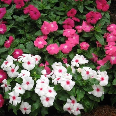 Vinca Flower Seeds Heirloom Non-GMO High Germination Organic Garden Seeds