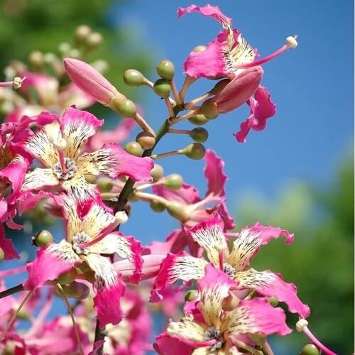 Pink Ceiba Speciosa Flower Seeds Heirloom Non-GMO High Germination Organic Garden Seeds for Planting