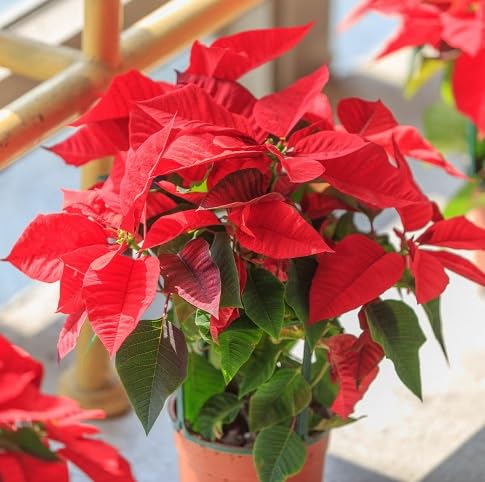Poinsettia Blumensamen – Alte Sorte, gentechnikfrei, keimstark, Bio-Gartensamen zum Pflanzen