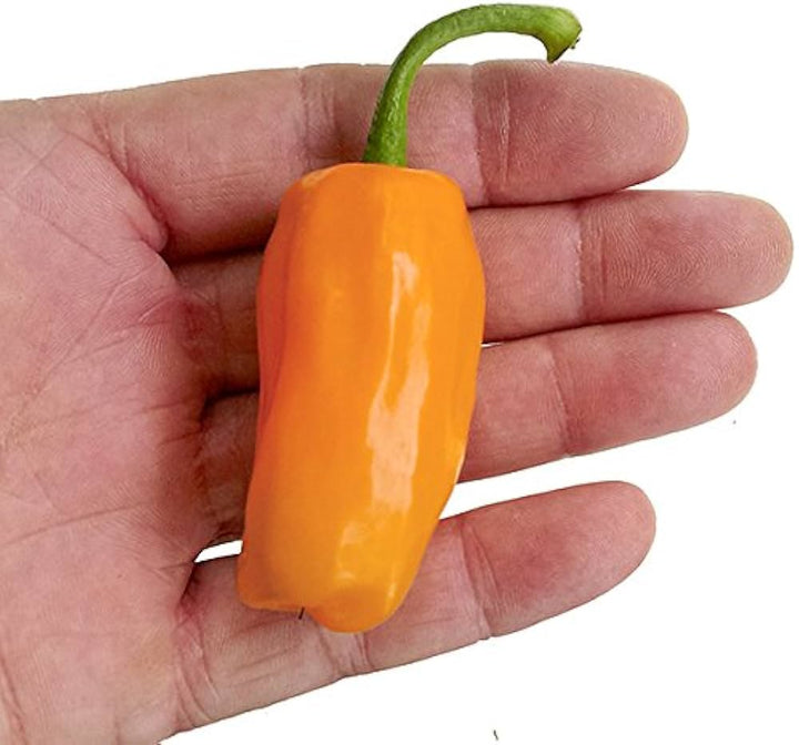 Paprika Orange Anbausamen – Erbstück, gentechnikfrei, hohe Keimfähigkeit, biologische Gartensamen zum Anpflanzen