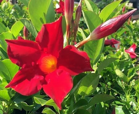 Mandevilla Flower Seeds – Heirloom, Non-GMO, High Germination Organic Garden Seeds for Planting