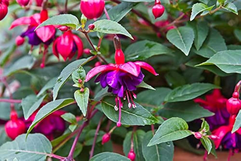 fuchsias potted flower seeds