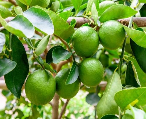Green Lemon Tree Seeds – Heirloom, Non-GMO, High Germination Organic Garden Seeds