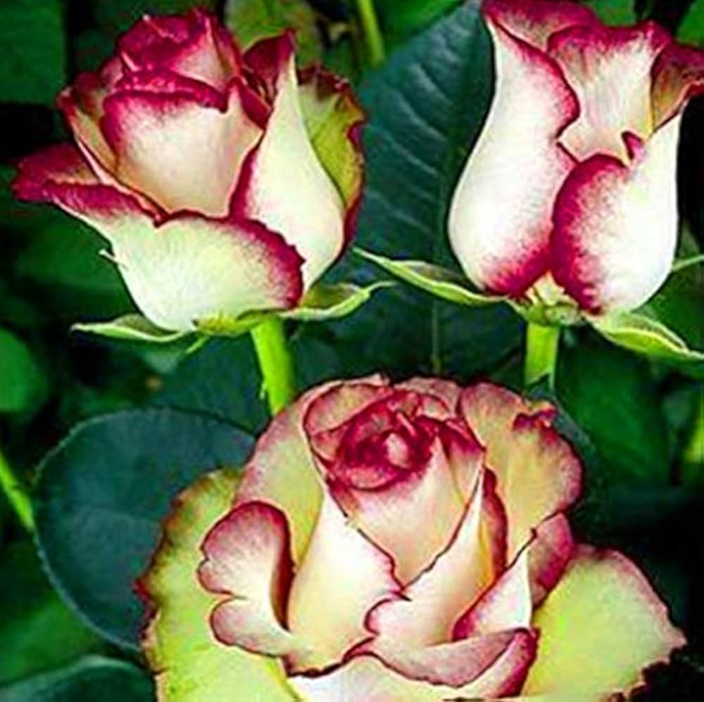 rose rosa flower seeds