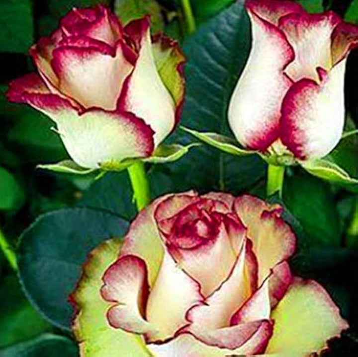 rose rosa flower seeds