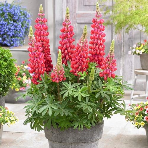 red lupine flower seeds