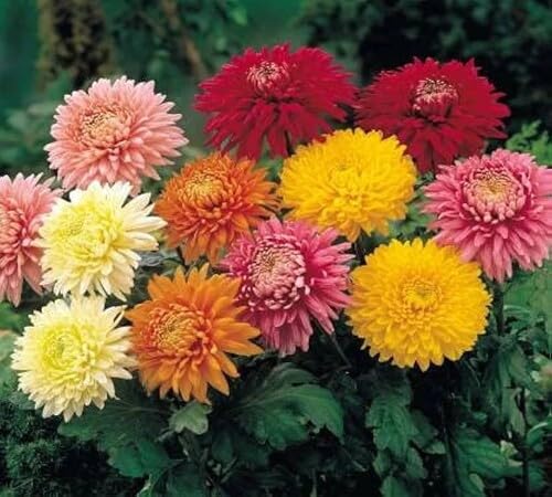 Mixed Chrysanthemum Flower Seeds – Heirloom, Non-GMO, High Germination Seeds