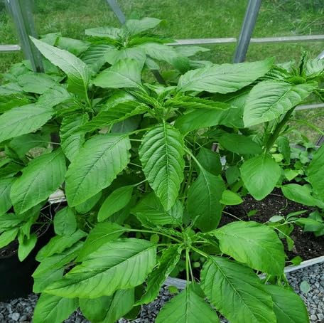 green callaloo flower seeds