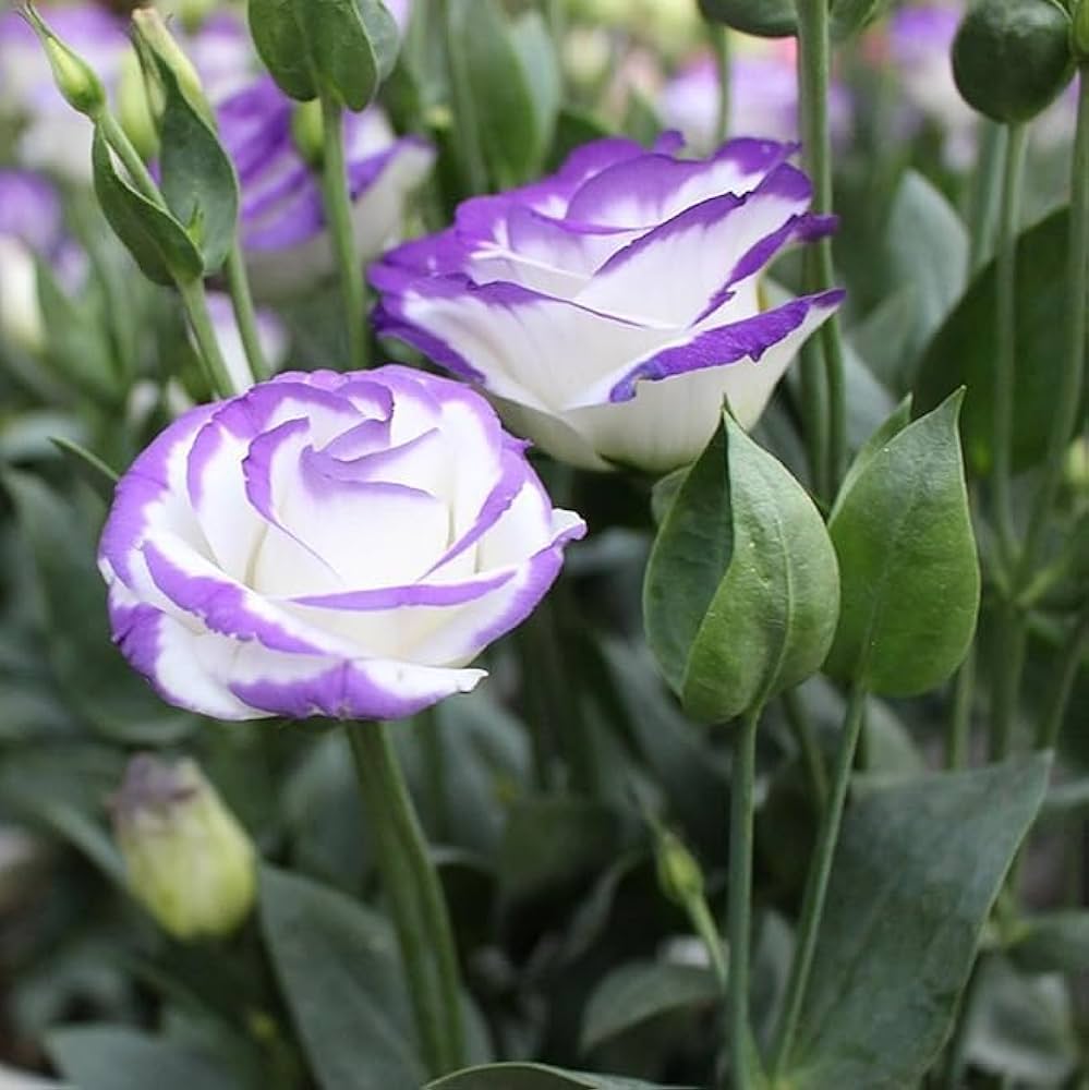 Semillas de flores de lisianthus morado y blanco - Cimelio, sin OMG, alta germinación