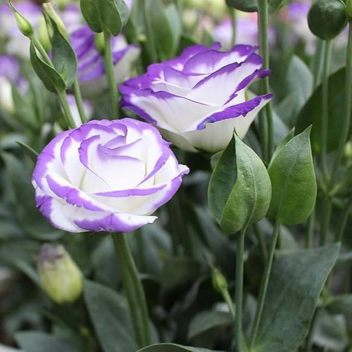 Semillas de flores de lisianthus morado y blanco - Cimelio, sin OMG, alta germinación