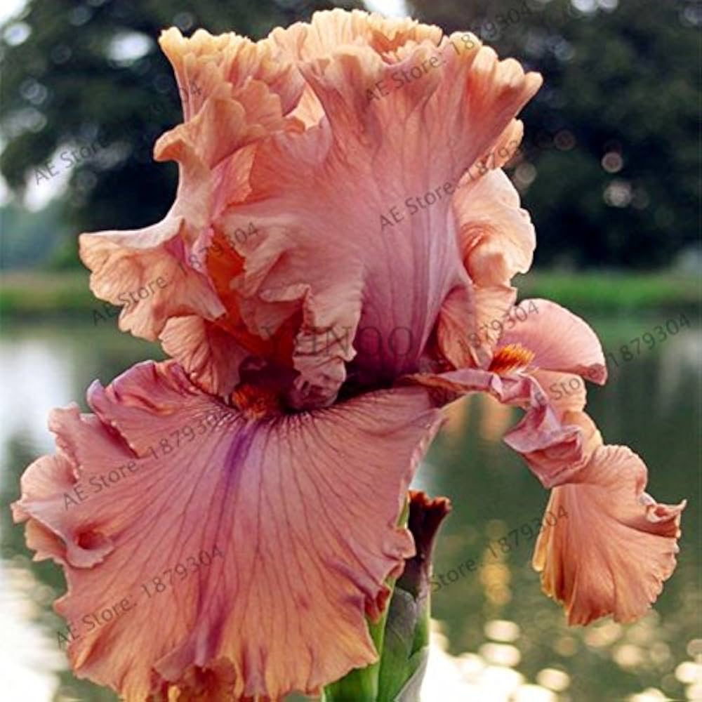 orchid iris flower seeds