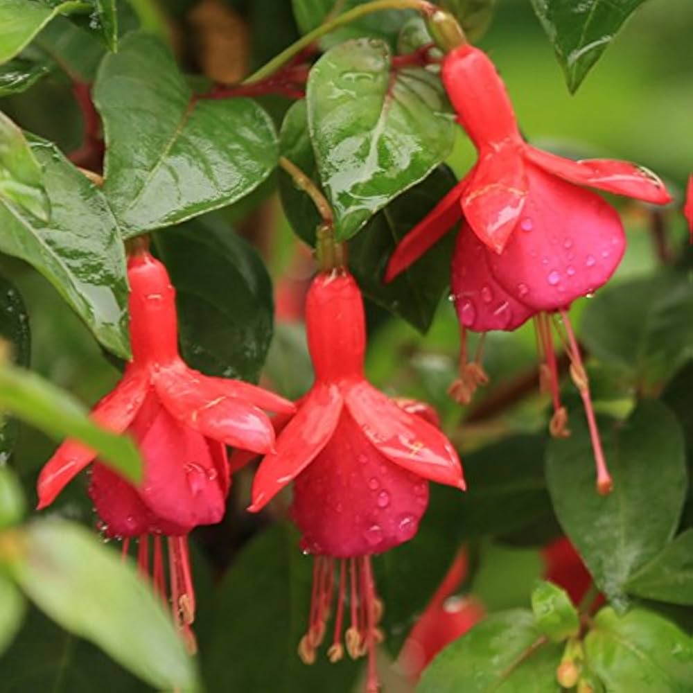 yellow fuchsia flower seeds