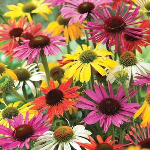 mixed echinacea flower seeds