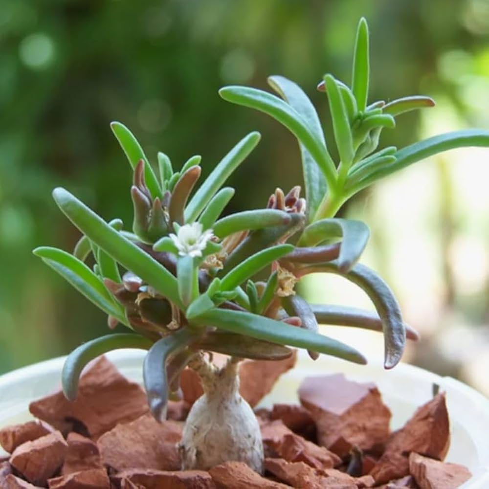Green Delosperma herb seeds