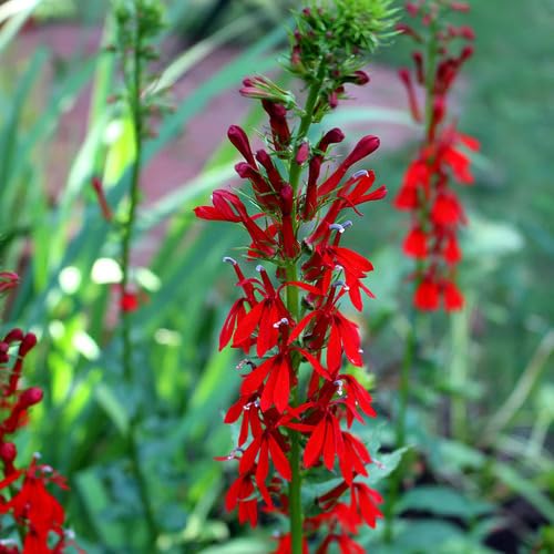 redlobeliaflowerheirloomnongmo flower seeds