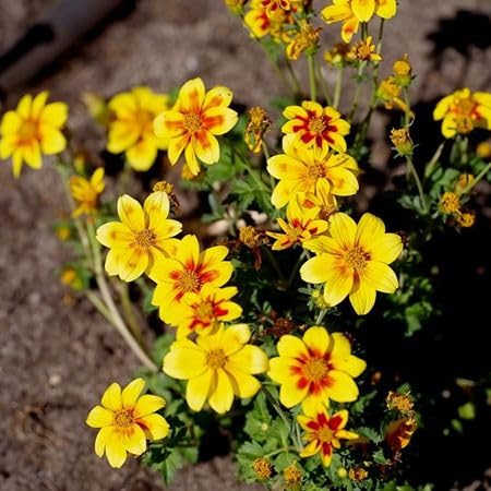 Yellow Bidens Erigeron Flower Seeds for Planting – Heirloom, Non-GMO, High Germination Organic Garden Seeds