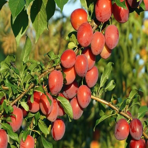 Red Plum Seeds – Heirloom, Non-GMO, High Germination Organic Garden Seeds