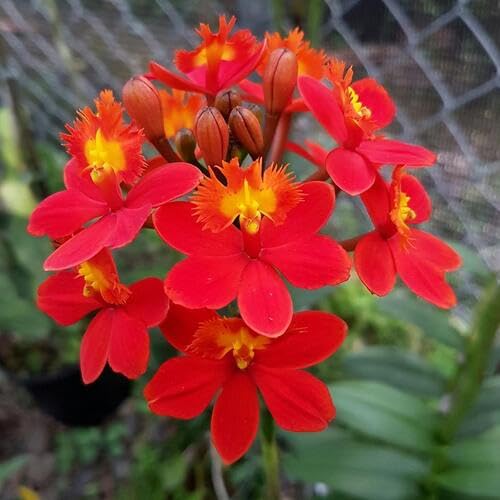 Red Epidendrum Flower Seeds – Heirloom, Non-GMO, High Germination Organic Garden Seeds for Planting