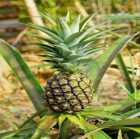 Green Pineapple Fruit Seeds – Heirloom, Non-GMO, High Germination Organic Garden Seeds