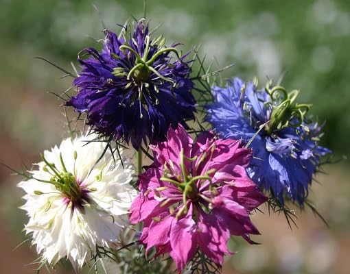 mixednigelladamascenaflowerheirloomnongmo flower seeds