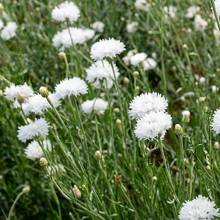 Weiße Centaurea Cyanus Blumensamen – Alte Sorte, gentechnikfrei, hohe Keimrate, Bio-Gartensamen zum Pflanzen