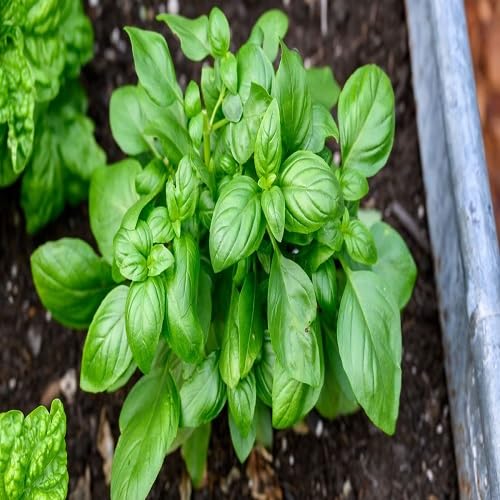 Basil Plant Seeds Heirloom Non-GMO High Germination Organic Garden Seeds for Planting