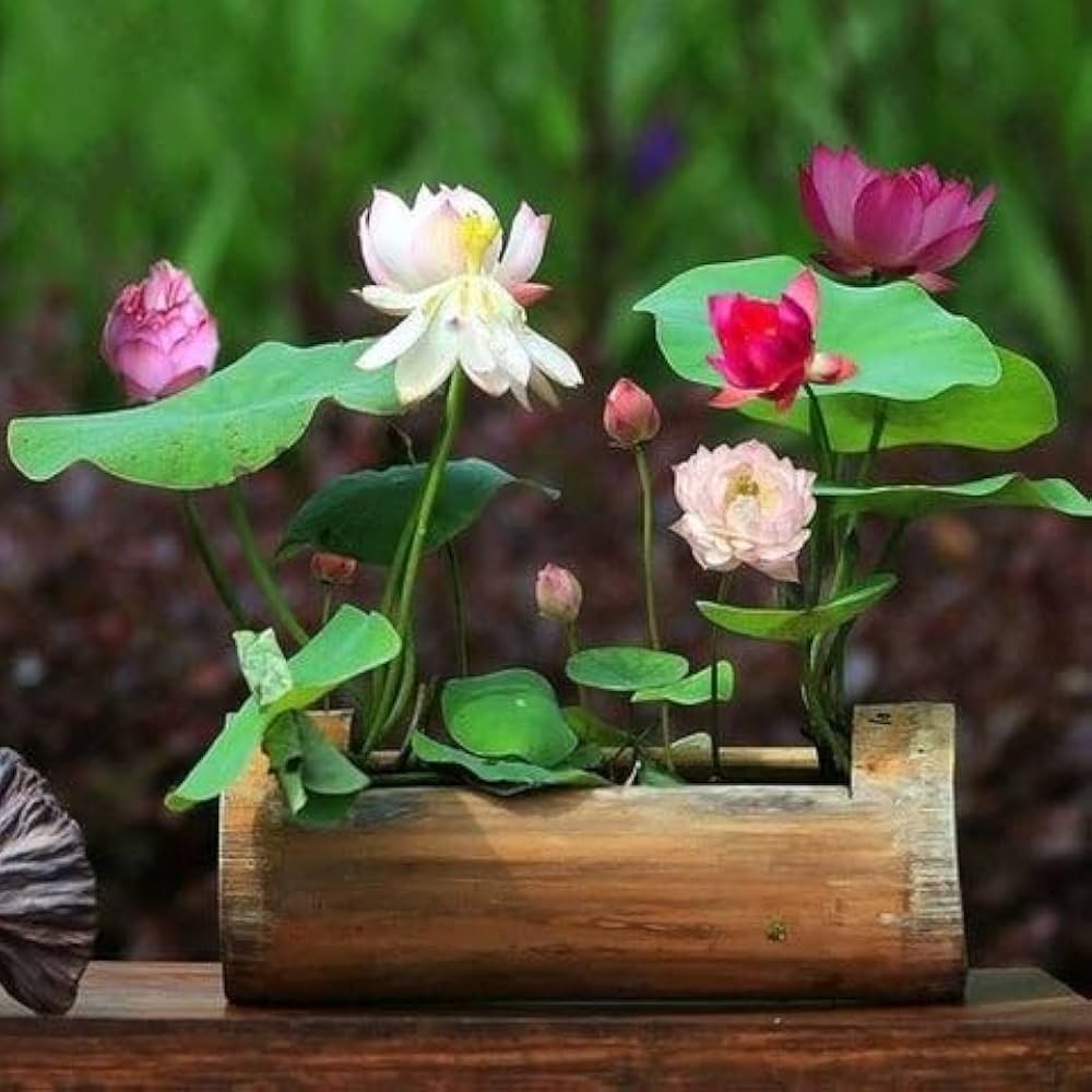 mini rainbow flower seeds
