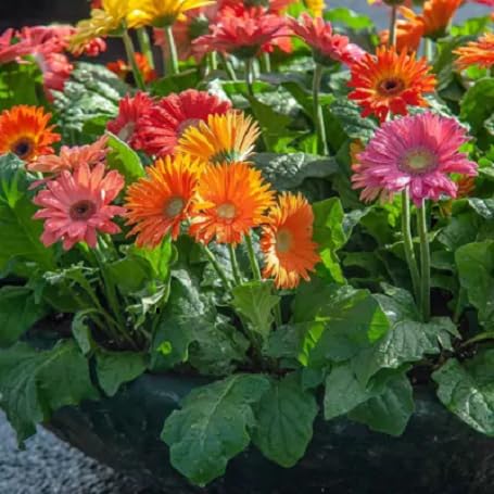 Semillas de margaritas perennes – Heirloom, sin OMG, semillas de jardín orgánicas de alta germinación para sembrar
