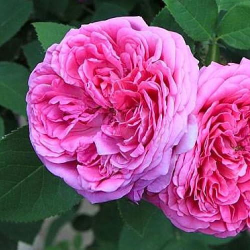 Giant Rose Flower Seeds Pink – Heirloom, Non-GMO, High Germination Organic Garden Seeds for Planting
