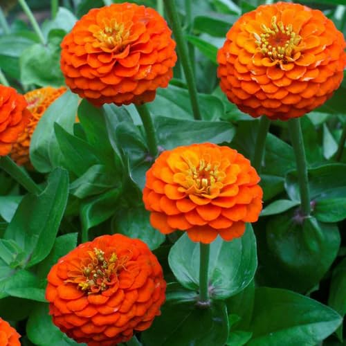 Orange Zinnia Flower Seeds – Heirloom, Non-GMO, High Germination Organic Garden Seeds for Planting