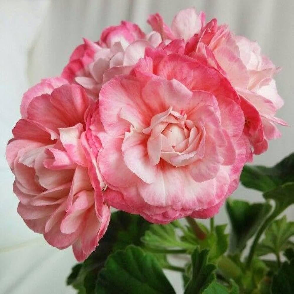 multiple colors flower seeds