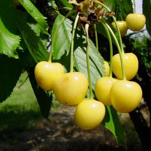 Yellow Cherry Seeds – Heirloom, Non-GMO, High Germination Organic Garden Seeds