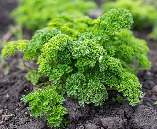 Parsley Vegetable Seeds Heirloom Non-GMO High Germination Organic Garden Seeds for Planting
