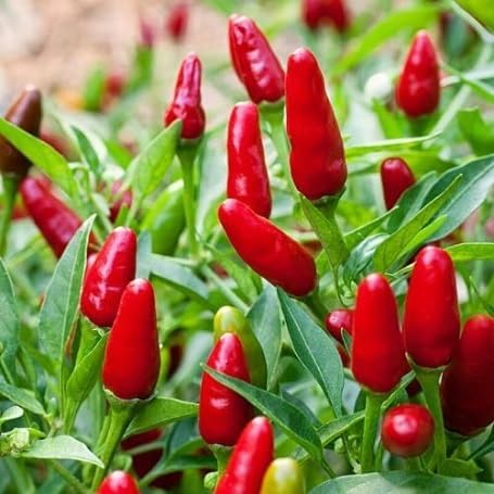 Chilli Seeds – Heirloom, Non-GMO, High Germination Organic Garden Seeds Planting