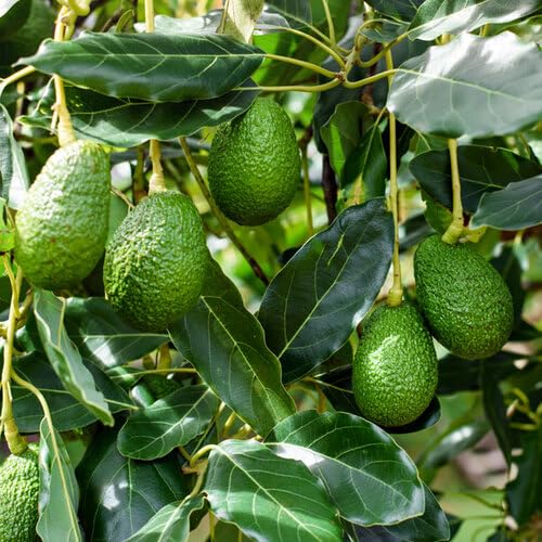 Green Avocado Seeds – Heirloom, Non-GMO, High Germination Organic Garden Seeds