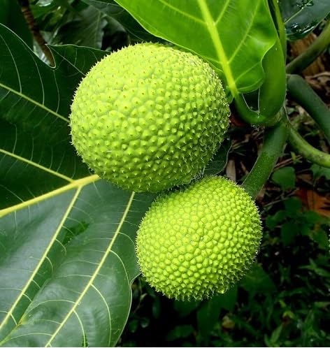 Breadfruit Seeds – Heirloom, Non-GMO, High Germination Organic Garden Seeds