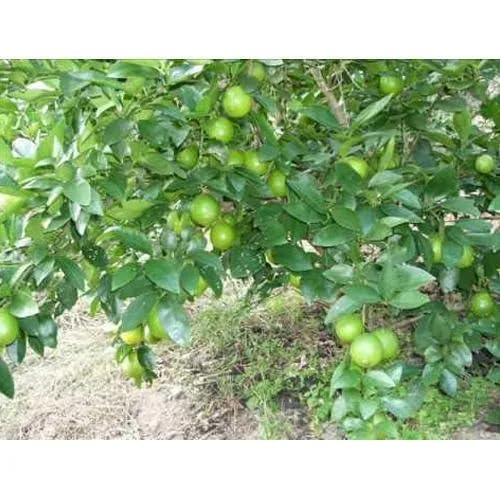 Green Lemon Tree Seeds – Heirloom, Non-GMO, High Germination Organic Garden Seeds