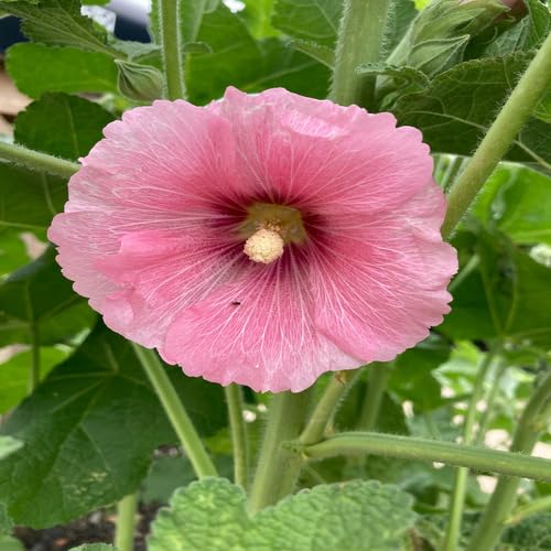 pink light flower seeds
